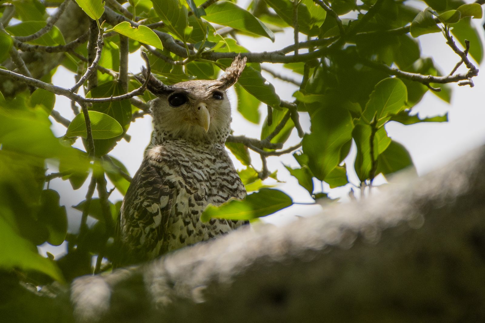 Spot bellied eagle owl